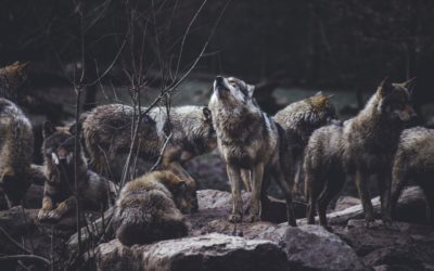Le loup est (toujours) dans la bergerie : le berger préfère (toujours) regarder ailleurs