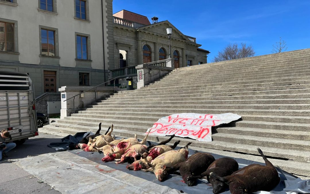 Stopper maintenant le loup : l’UDC somme le Conseil d’Etat d’agir !