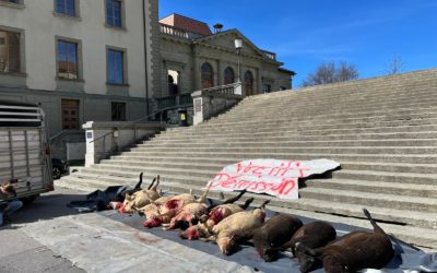 Stopper maintenant le loup : l’UDC somme le Conseil d’Etat d’agir !