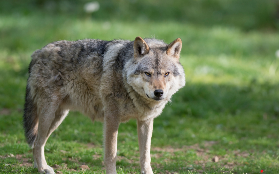 Loups : l&rsquo;UDC Vaud exige des actes rapides pour protéger nos éleveurs