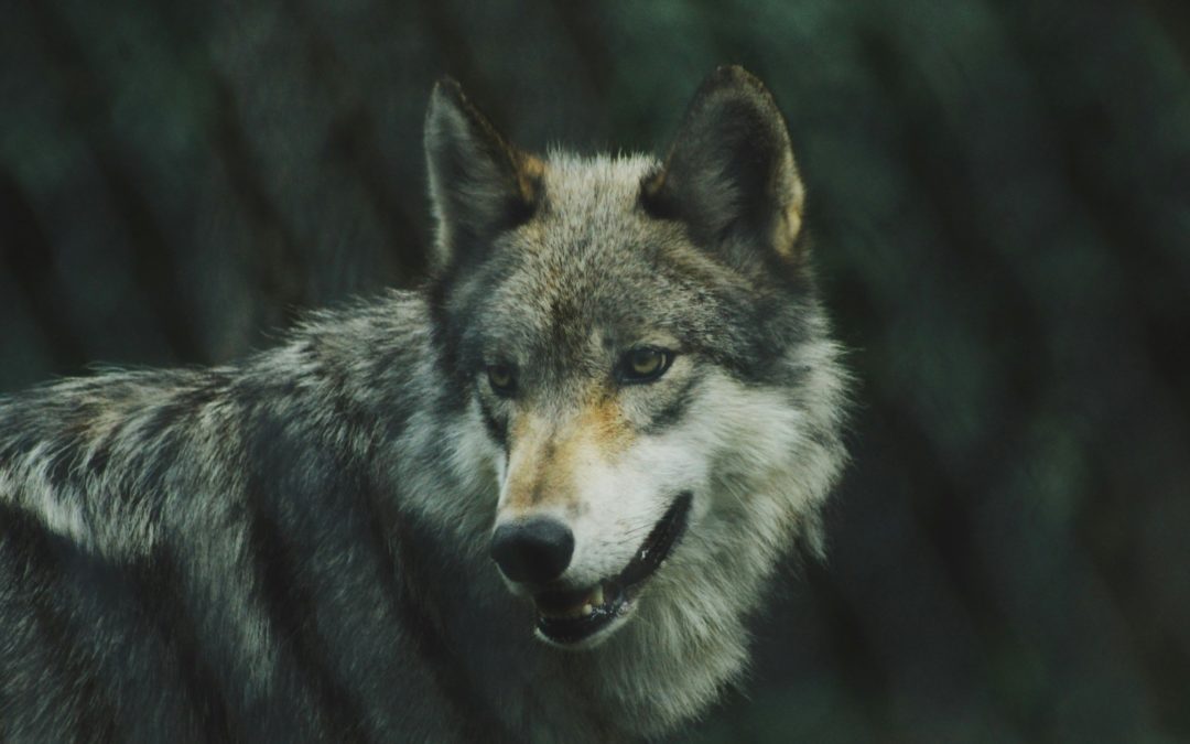 Nouvelle attaque de loup : jusqu’à quand l’inaction ?