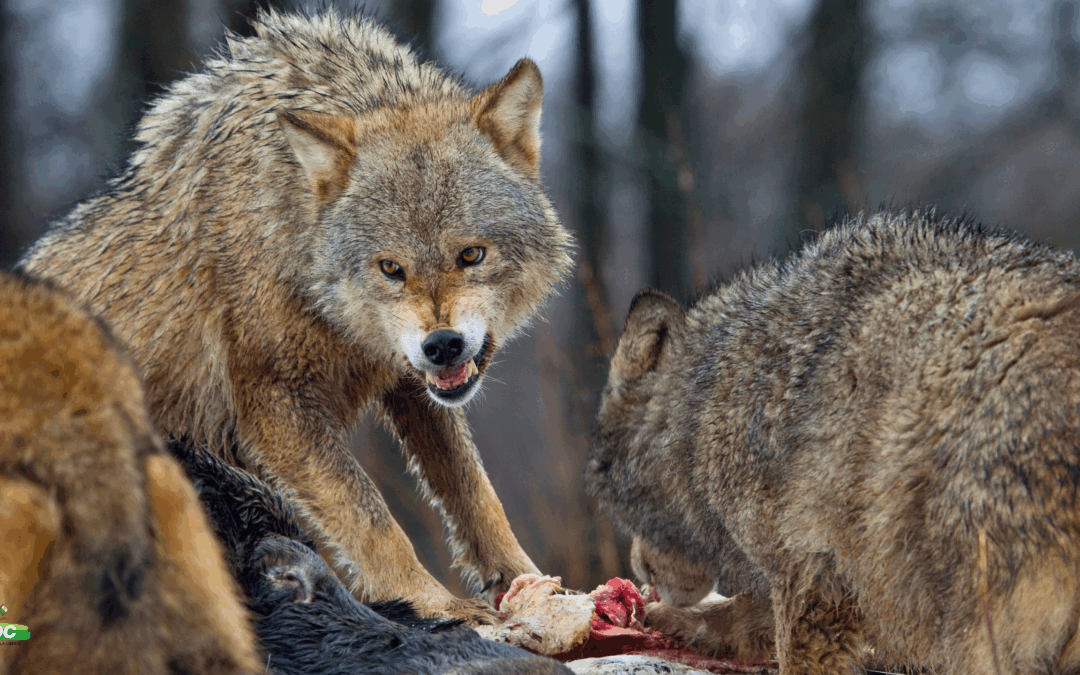Loups : assez tergiversé. L’UDC Vaud exige des actes immédiats