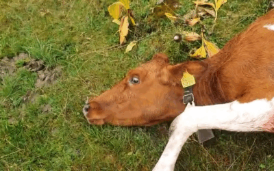 Trop, c’est trop : protégeons nos troupeaux !